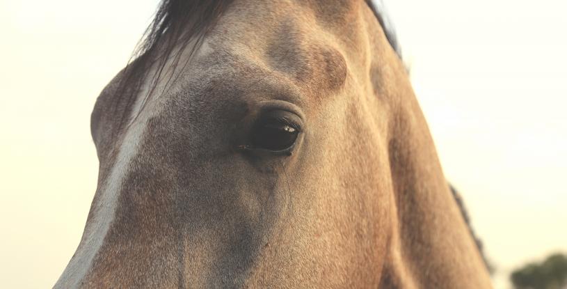 Blind Horse and Wind Farm