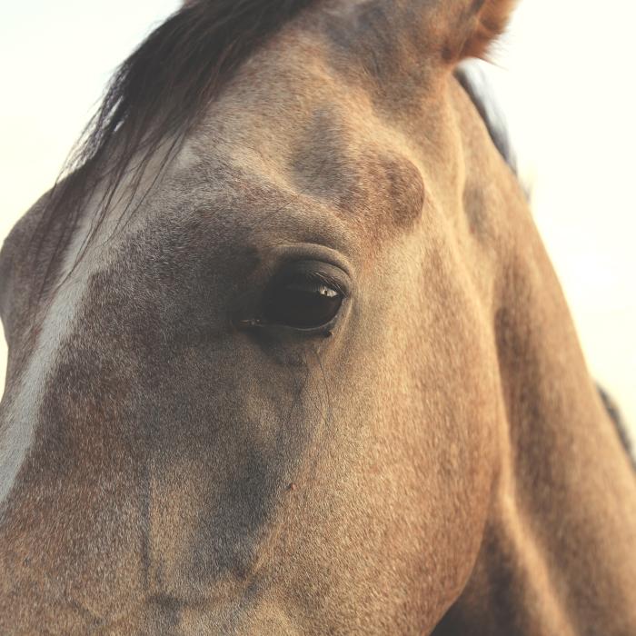 Blind Horse and Wind Farm