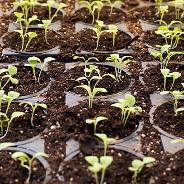 Plant-based is sprouting fast